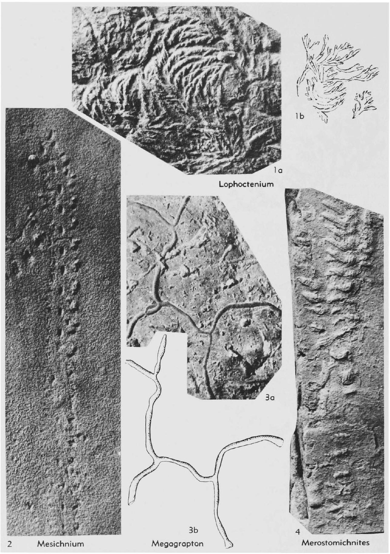 Fossil Image